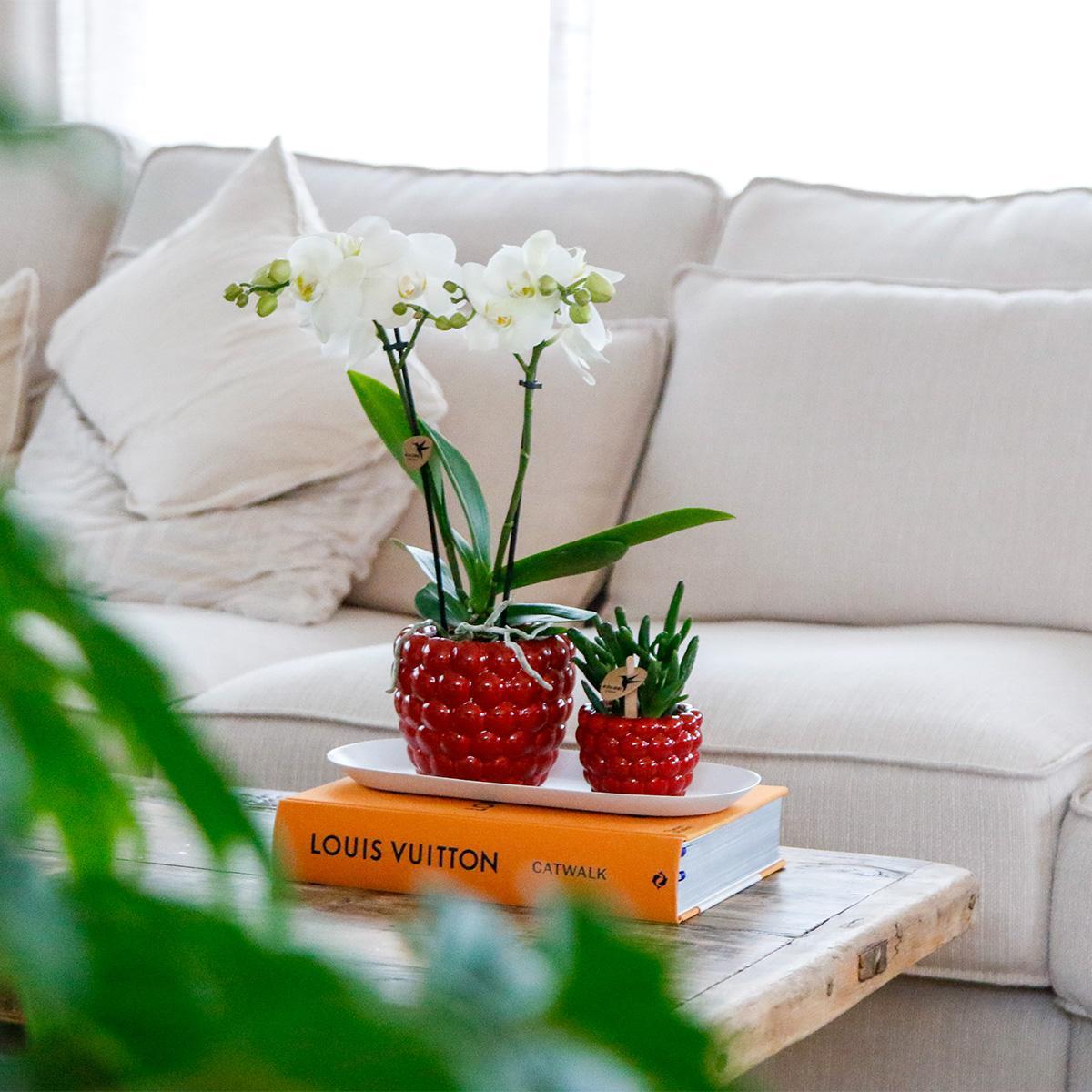 Plant Set Optimism Small - Green Plants + White Orchid in Optimism Pots + White Tray