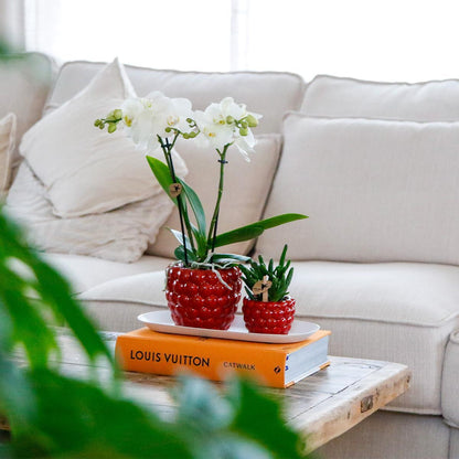 Plant Set Optimism Small - Green Plants + White Orchid in Optimism Pots + White Tray