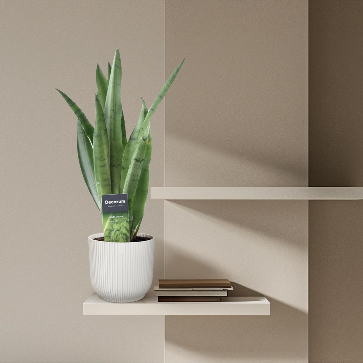 Sansevieria Spearmint - 45 cm - 12 cm
