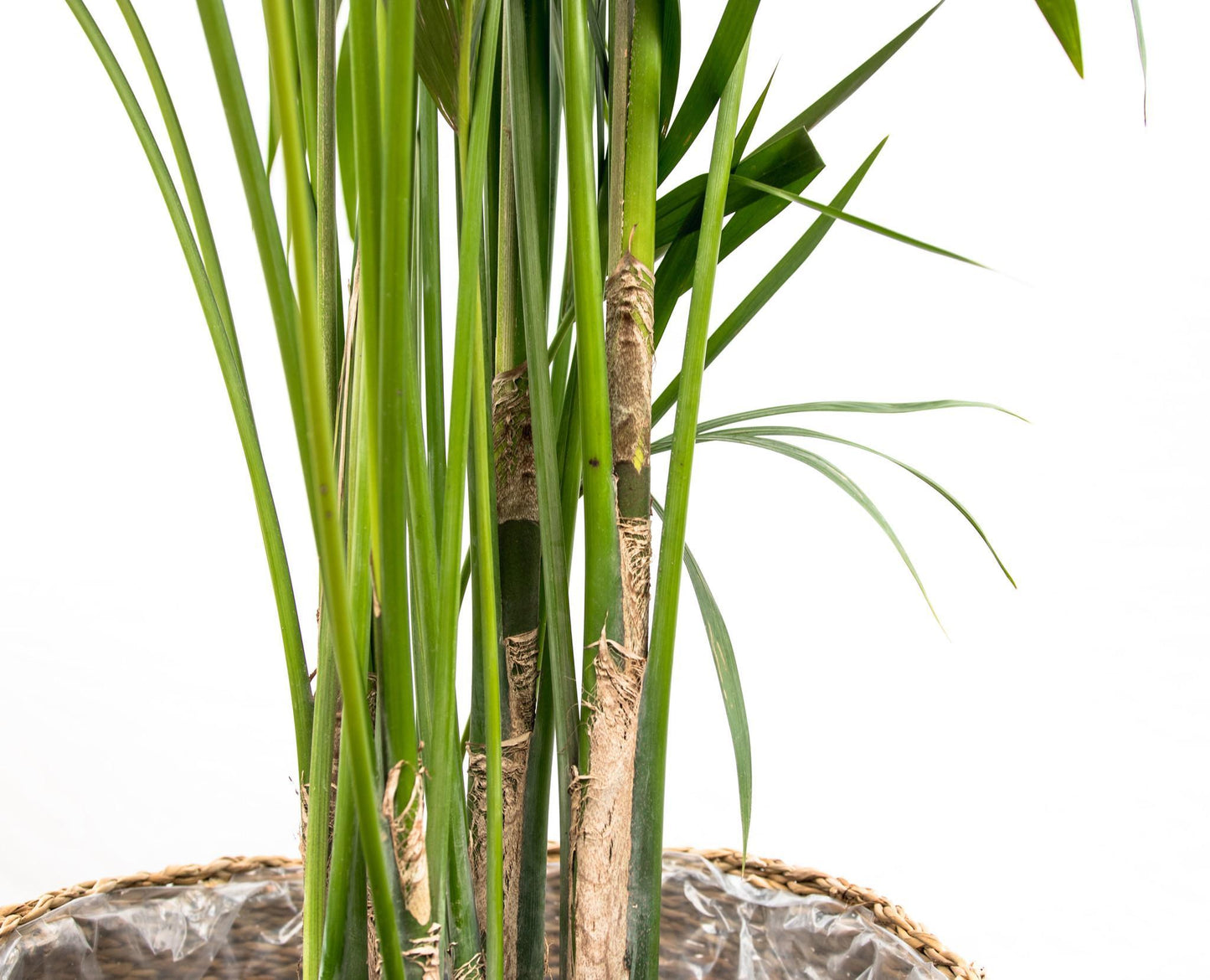Palmera Kentia - Altura 180cm - Maceta 24cm