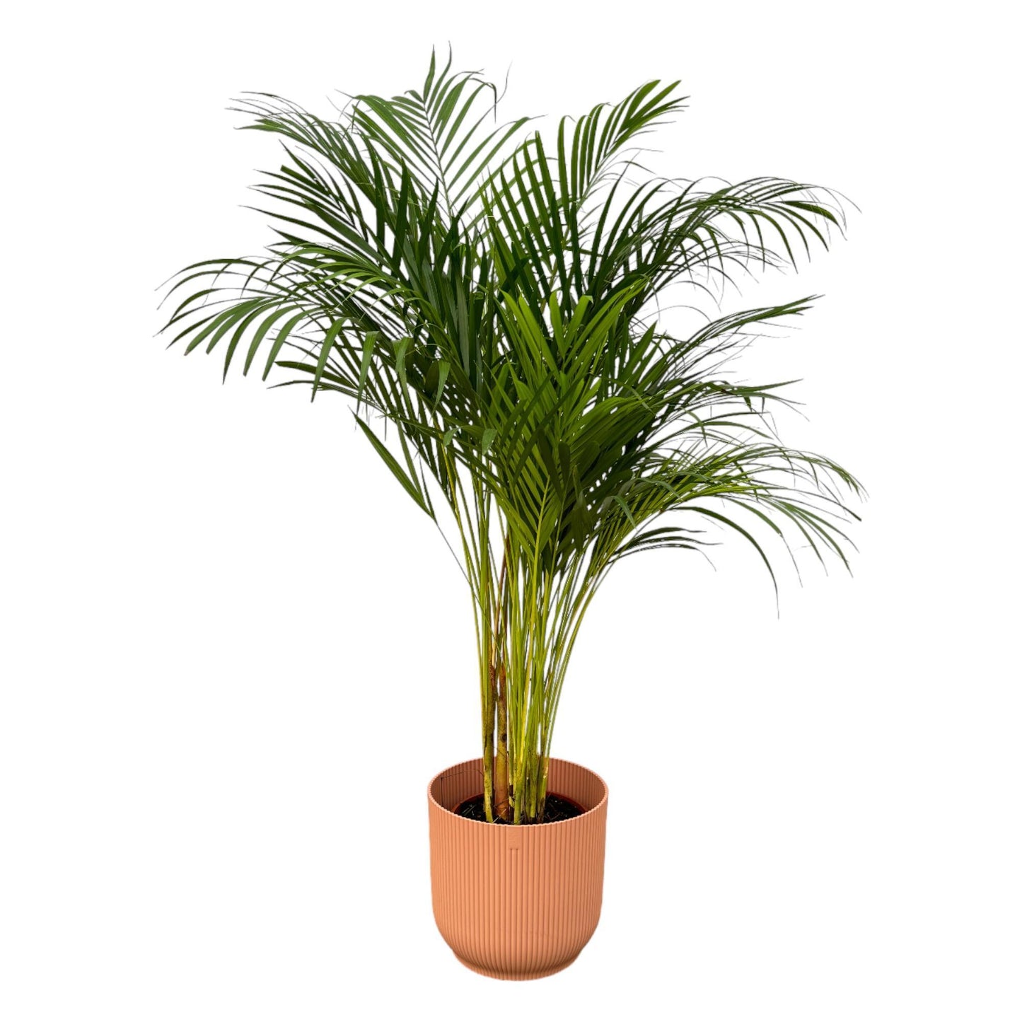 Areca Palm - Height 130 cm + Elho Vibes Fold Round Pot - Pink D30xH27
