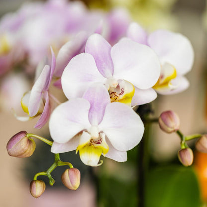 Pink Orchid + Cube Pot Size 9cm