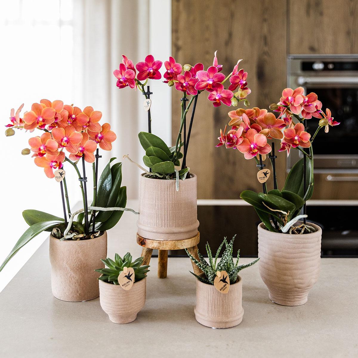 Red Congo Orchid + Bali sand pot - pot size 9cm