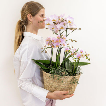 Pink Orchids Set in Reed Basket - 3 Pink Orchids + 3 Green Plants + Self-Sustaining Water Reservoir