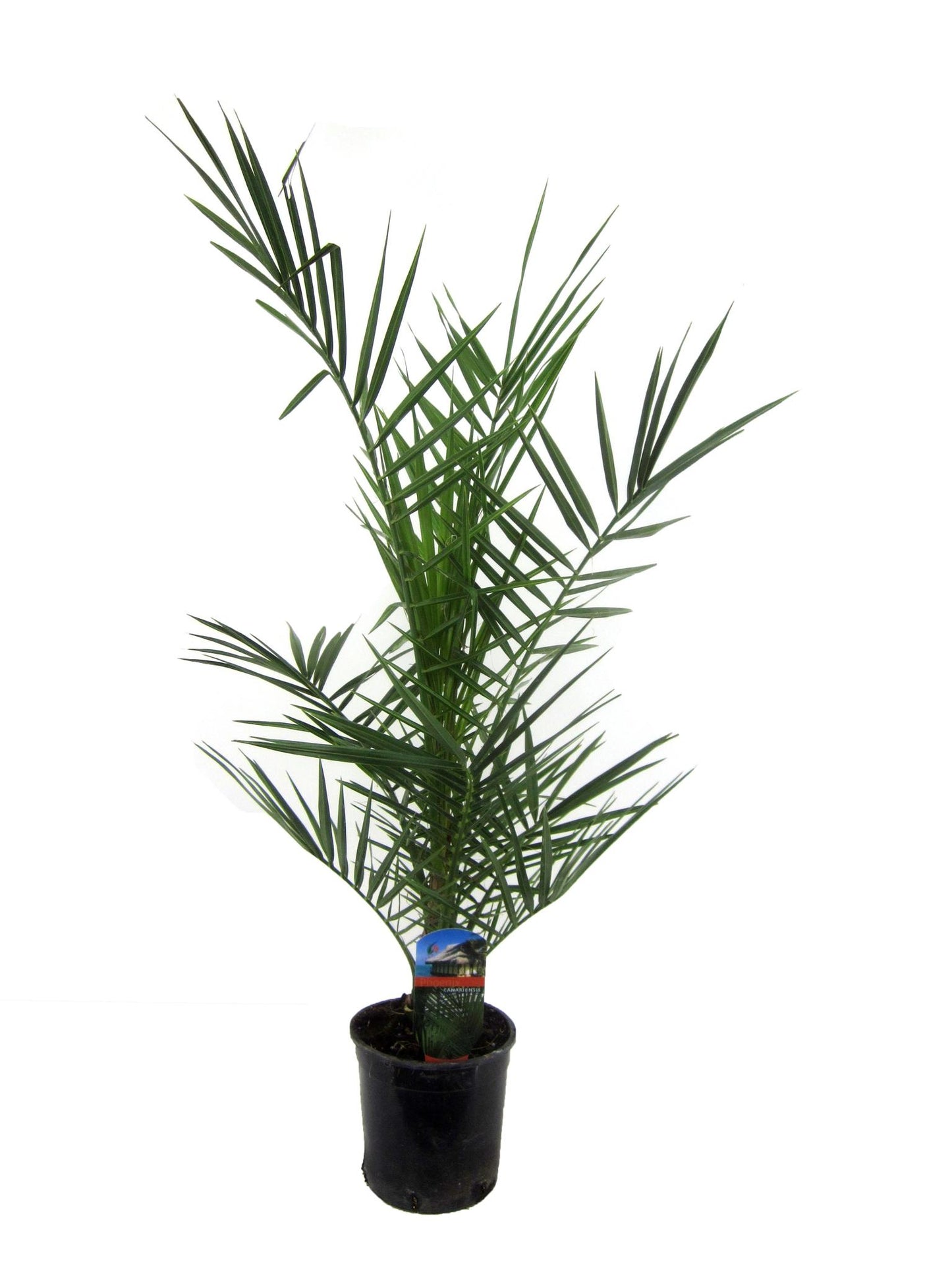 Phoenix Canariensis - 80 cm - 15cm