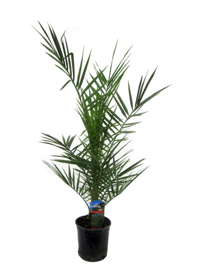 Phoenix Canariensis - 80 cm - 15cm