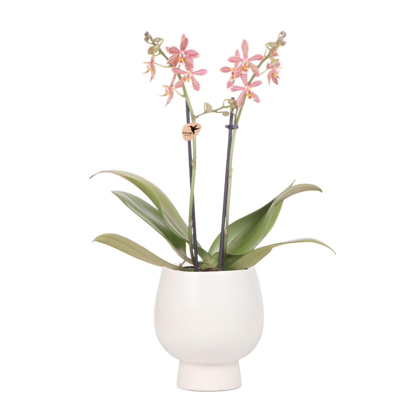 Orange Orchid Spider + Scandic White  Pot size 9cm