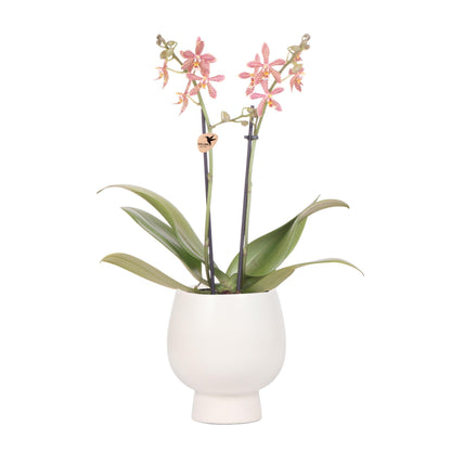 Orange Orchid Spider + Scandic White  Pot size 9cm
