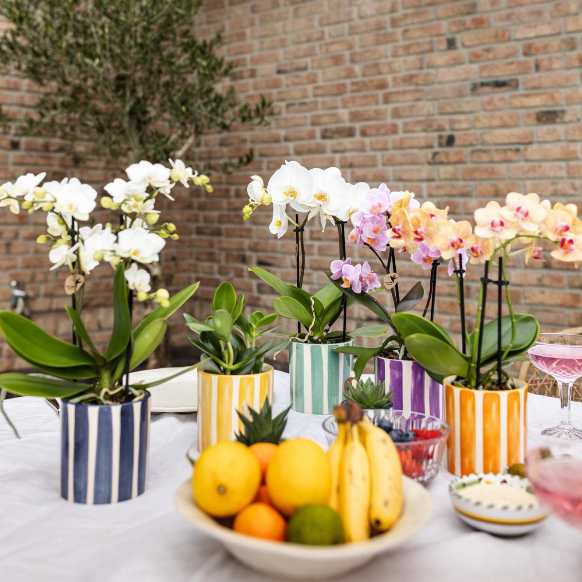 Witte Orchidee Lausanne + Geschilderde Streep Turquoise Pot - Potmaat 9cm