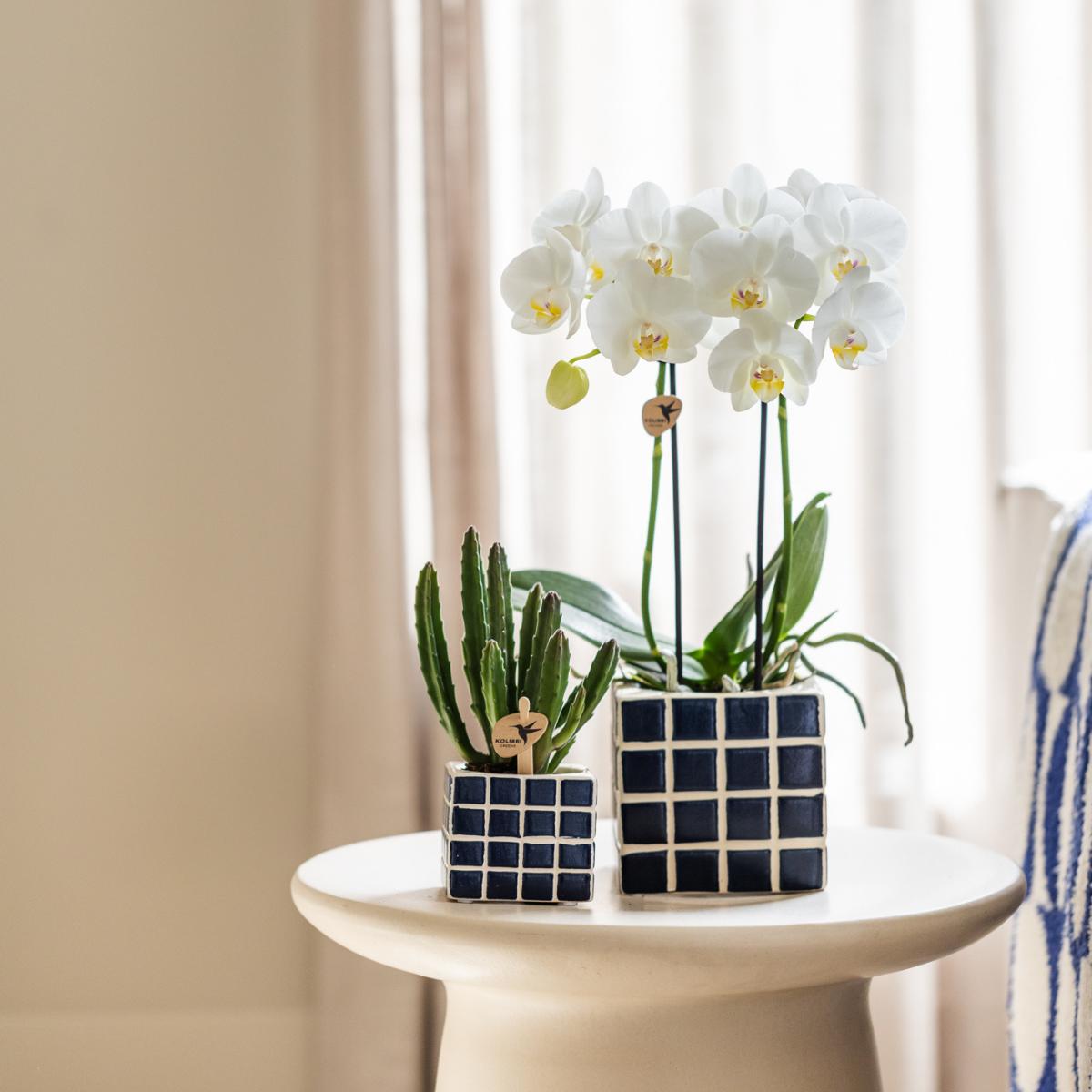 White Orchid Amabilis + Mosa Blue Decorative Pot Size 9cm