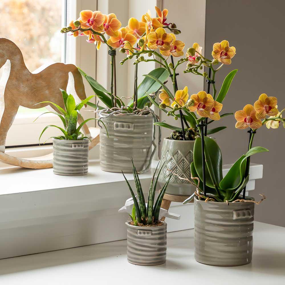 Orange Orchid - pot size 9cm