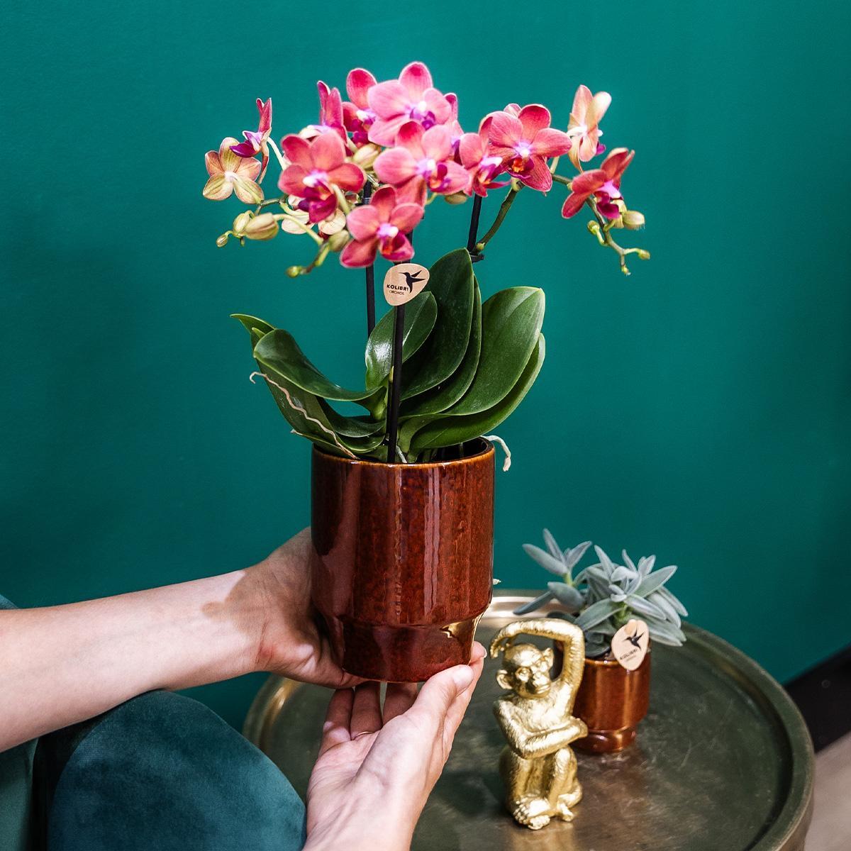 Red Orchid Congo + Classy red - pot size 9cm