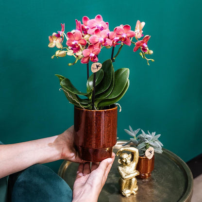 Red Orchid Congo + Classy red - pot size 9cm
