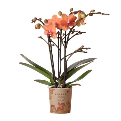 Orange Orchid Bolzano - pot size 9cm