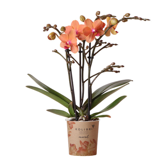 Orange Orchid Bolzano - pot size 9cm