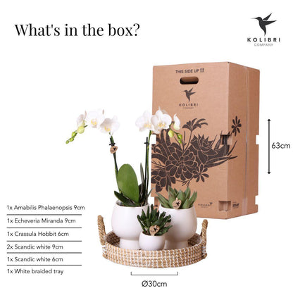 Gift Set Scandic White - Plant Set with White Orchid and Succulents including Ceramic Decorative Pots