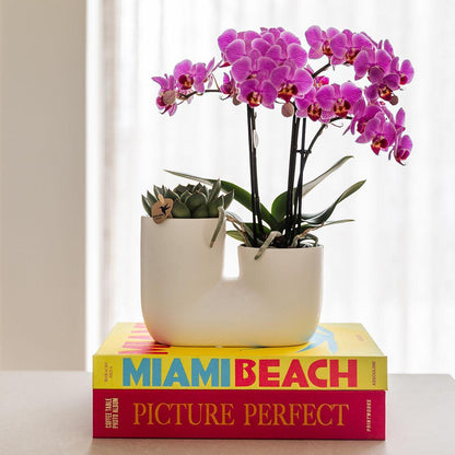 Set of Pink Orchid  White Tube Decorative Pot - Pot Size 9cm