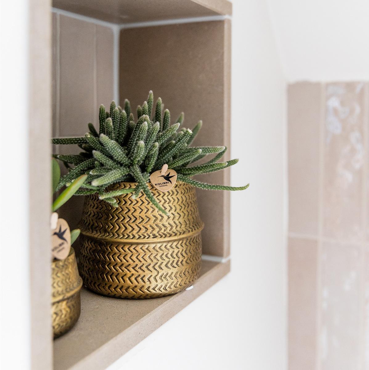 Plant set Groove gold - Set with white orchid Amabilis 9cm + green plant Succulent Aloe Brevifolia 6cm + gold ceramic decorative pots