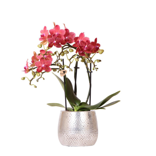 Red orchid – Congo + Elite pot silver – pot size 9cm – 40cm