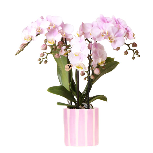 Pink Orchid Portugal + Pink Striped Pot - Pot Size 9cm