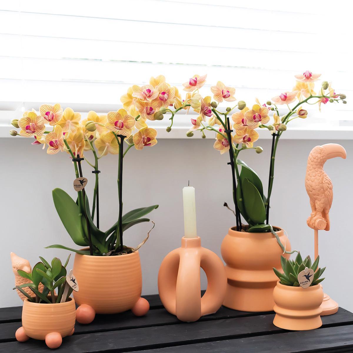 Orange Orchid Mineral Bolzano + Rolling peach - pot size 9cm