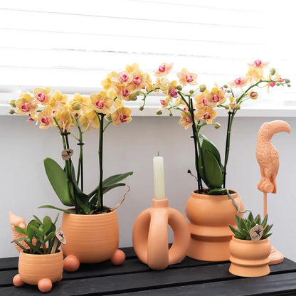 Orange Orchid Mineral Bolzano + Rolling peach - pot size 9cm