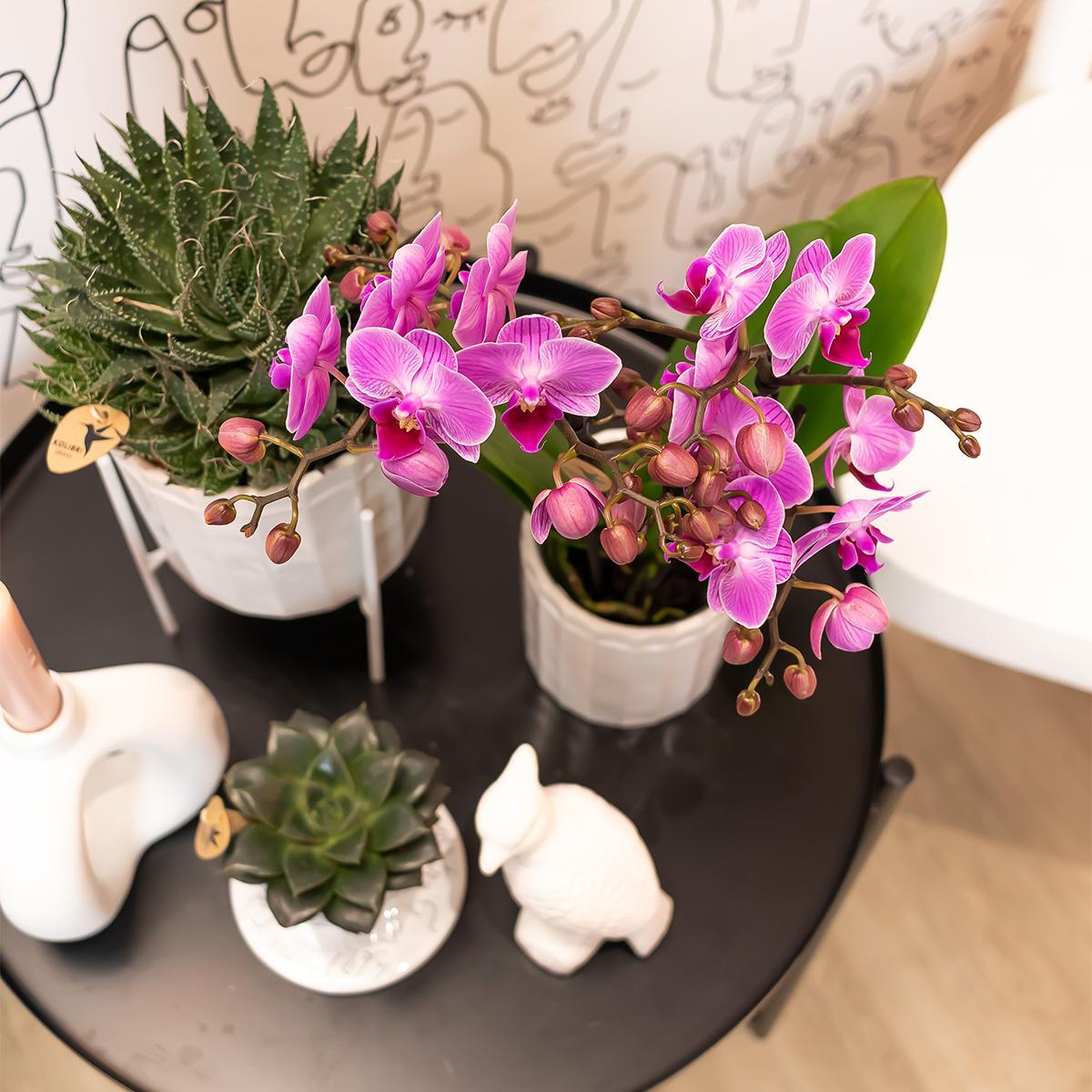 Purple Pink Orchids - Mineral Vienna - pot size 9cm
