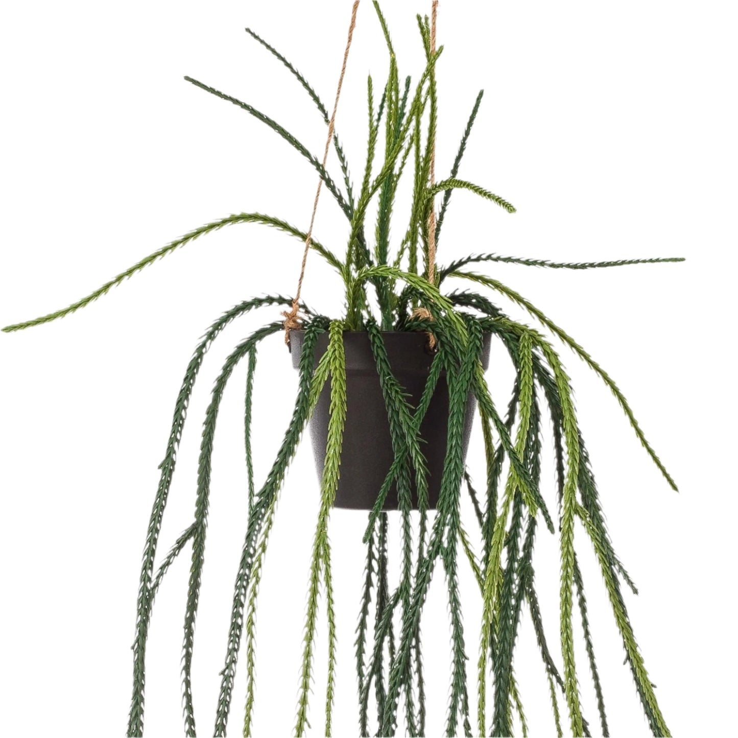 Artificial Plant - Rhypsalis - Coral cactus - 85 cm