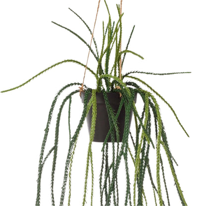 Artificial Plant - Rhypsalis - Coral cactus - 85 cm