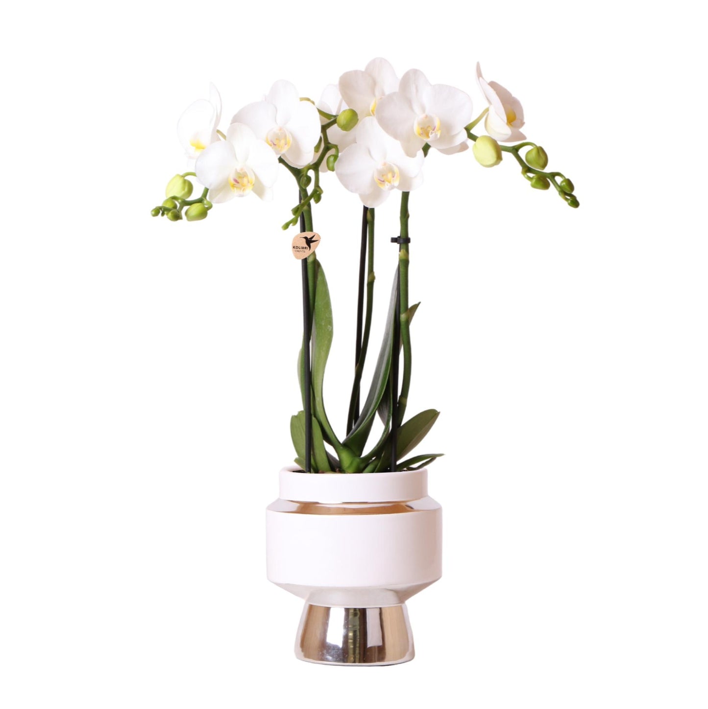 Witte Orchidee – Amabilis + Le Chic Sierpot Zilver – Potmaat 9cm – 40cm