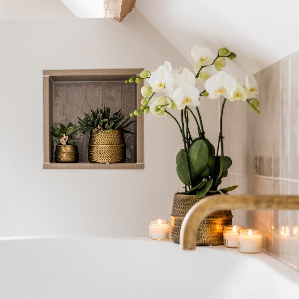 Witte Jewel Ghent Orchid in Gold Groove Pot - Potmaat 12cm