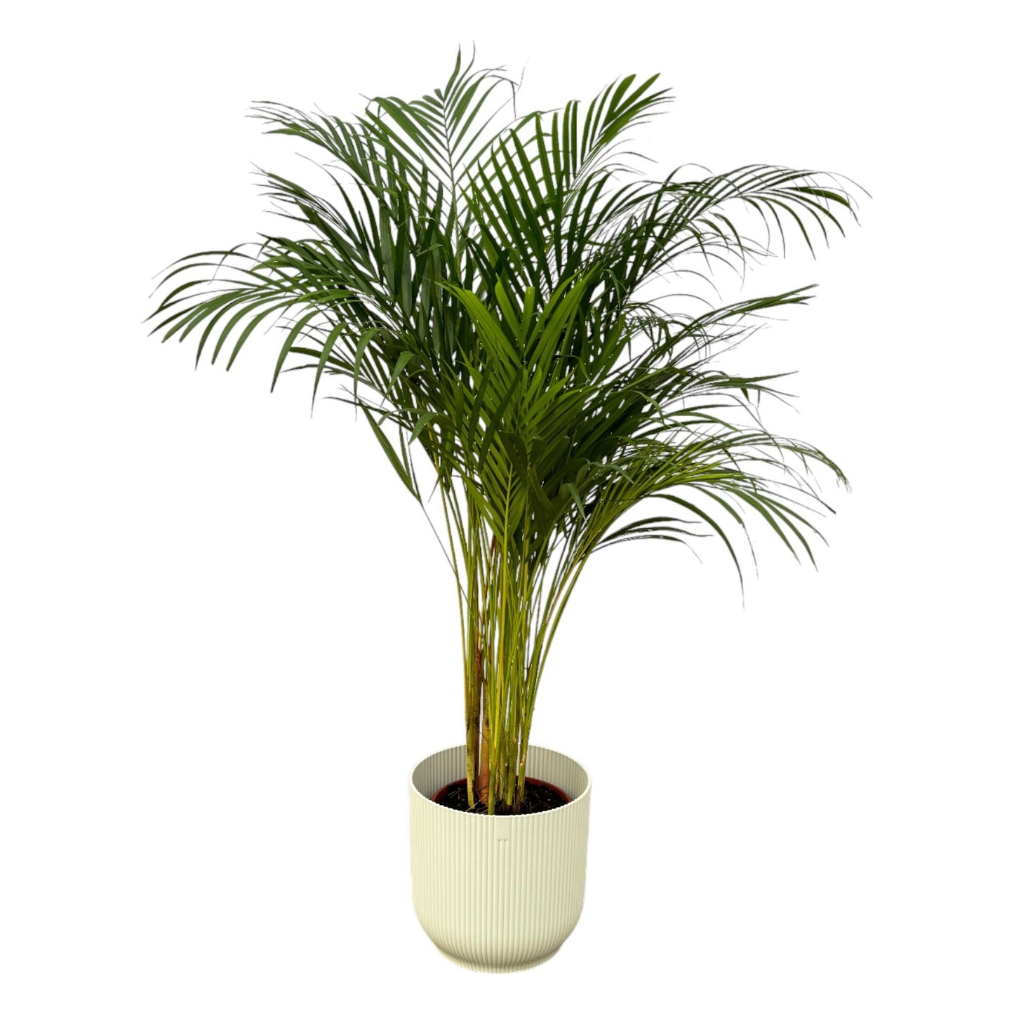Areca Palm - Height 130 cm + Elho Vibes Fold Round Pot - White D30xH27