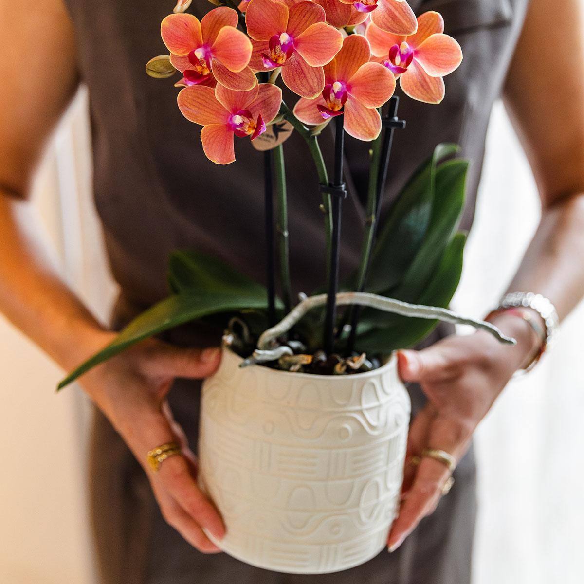 Orange Orchid Bolzano + Hieroglyph Off-White Decorative Pot - Pot Size 9cm