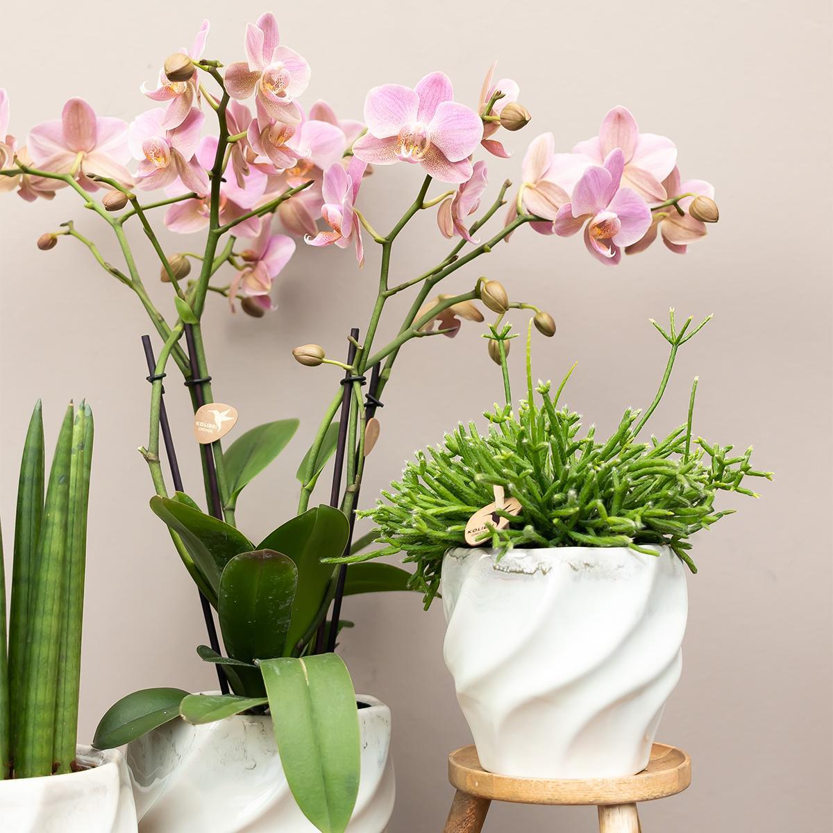 COMBI DEAL van 4 Roze Orchideeën - Andorra - potmaat 9cm