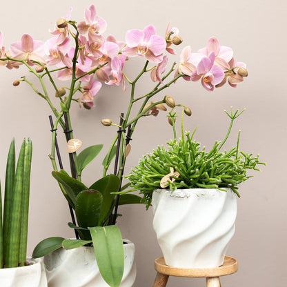 COMBI DEAL van 4 Roze Orchideeën - Andorra - potmaat 9cm