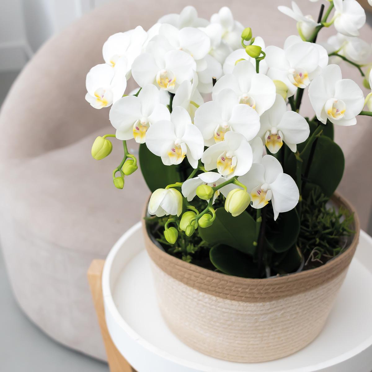 Orchid Set in Cotton Basket - 3 White Orchids 12cm - Mono Bouquet White + Water Reservoir