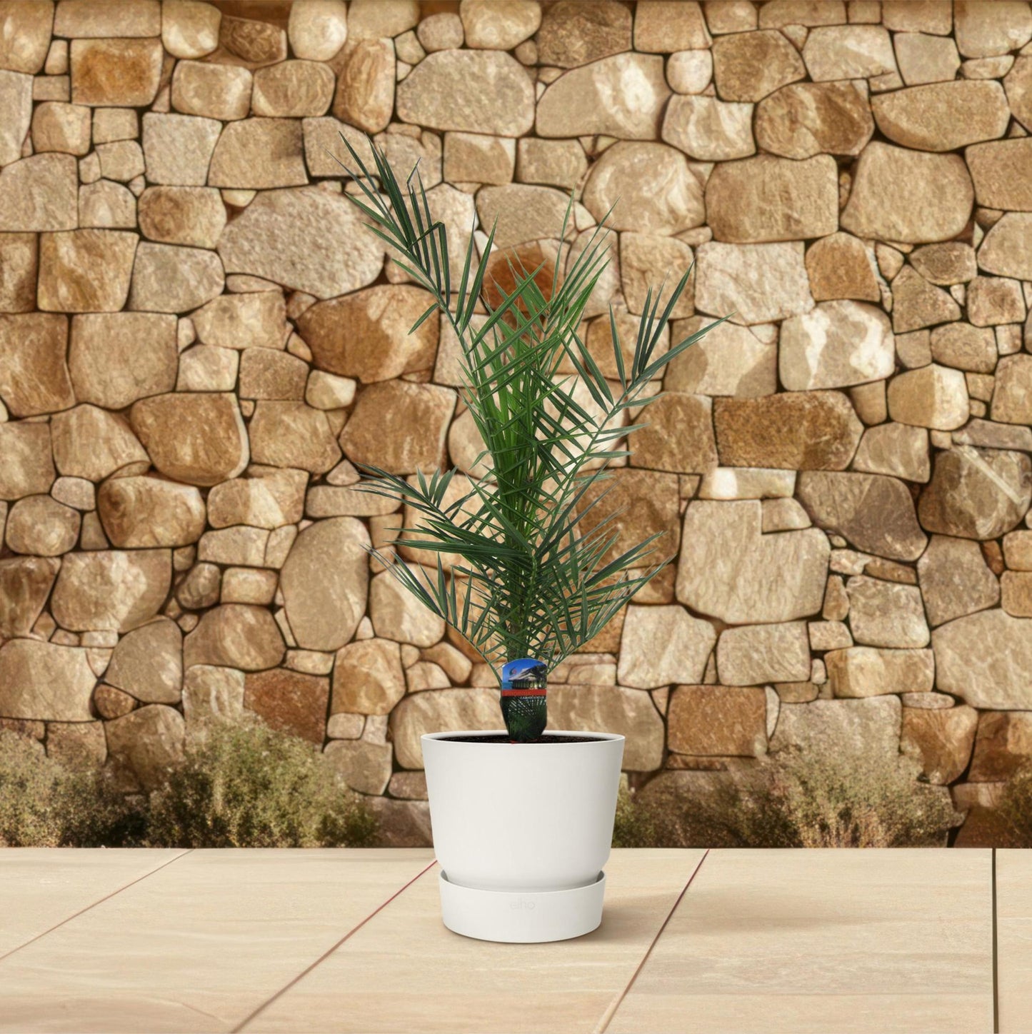 Phoenix Canariensis - 80 cm - 15cm