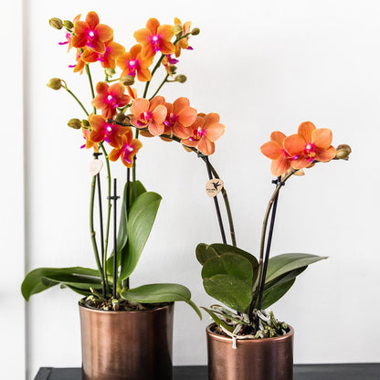 COMBI DEAL van 4 Geurige Oranje Orchideeën - potmaat 12cm