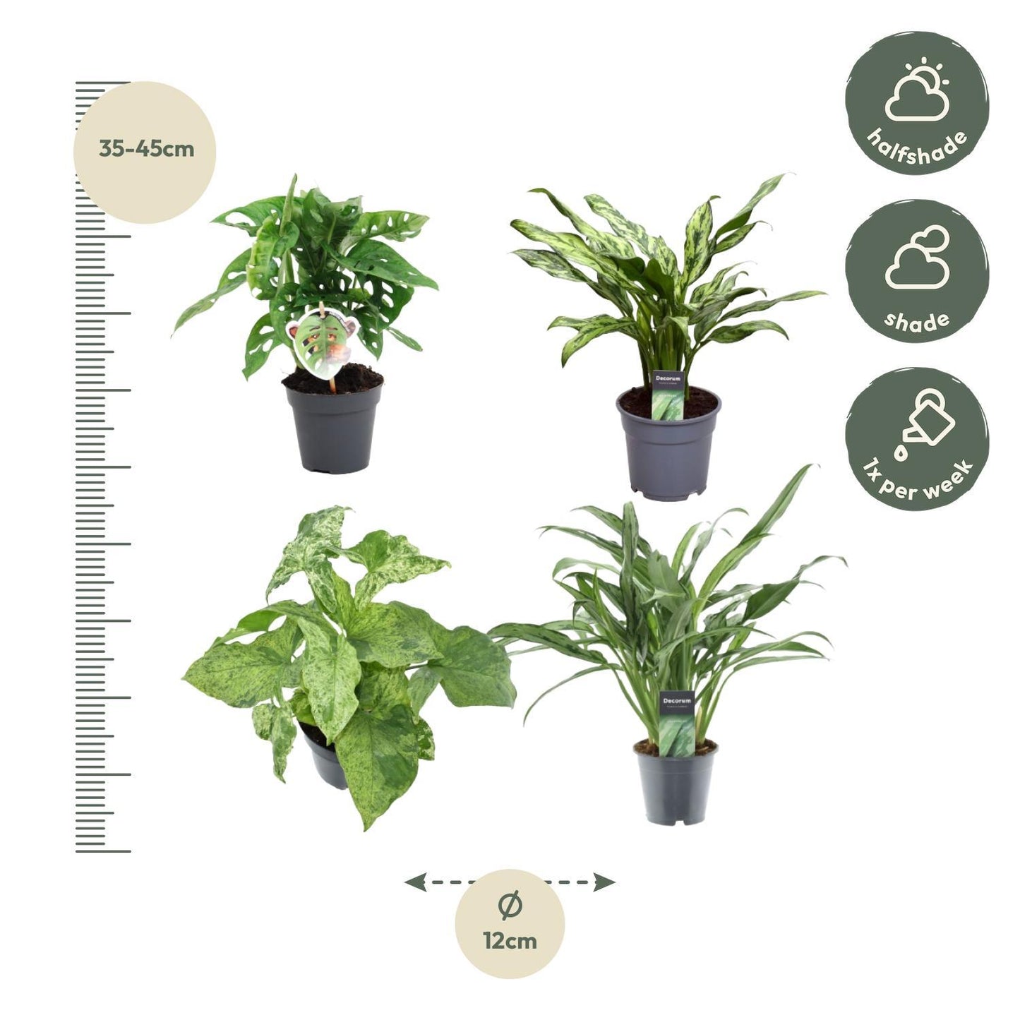 Groene mix van 4 planten - Monstera obliqua 'Monkey Leaf' - 25 cm - 12 - Aglaonema Juliette - 40 cm - 12 - Syngonium Mottled - 25 cm - 12 - Aglaonema Cutlass - 40 cm - 12