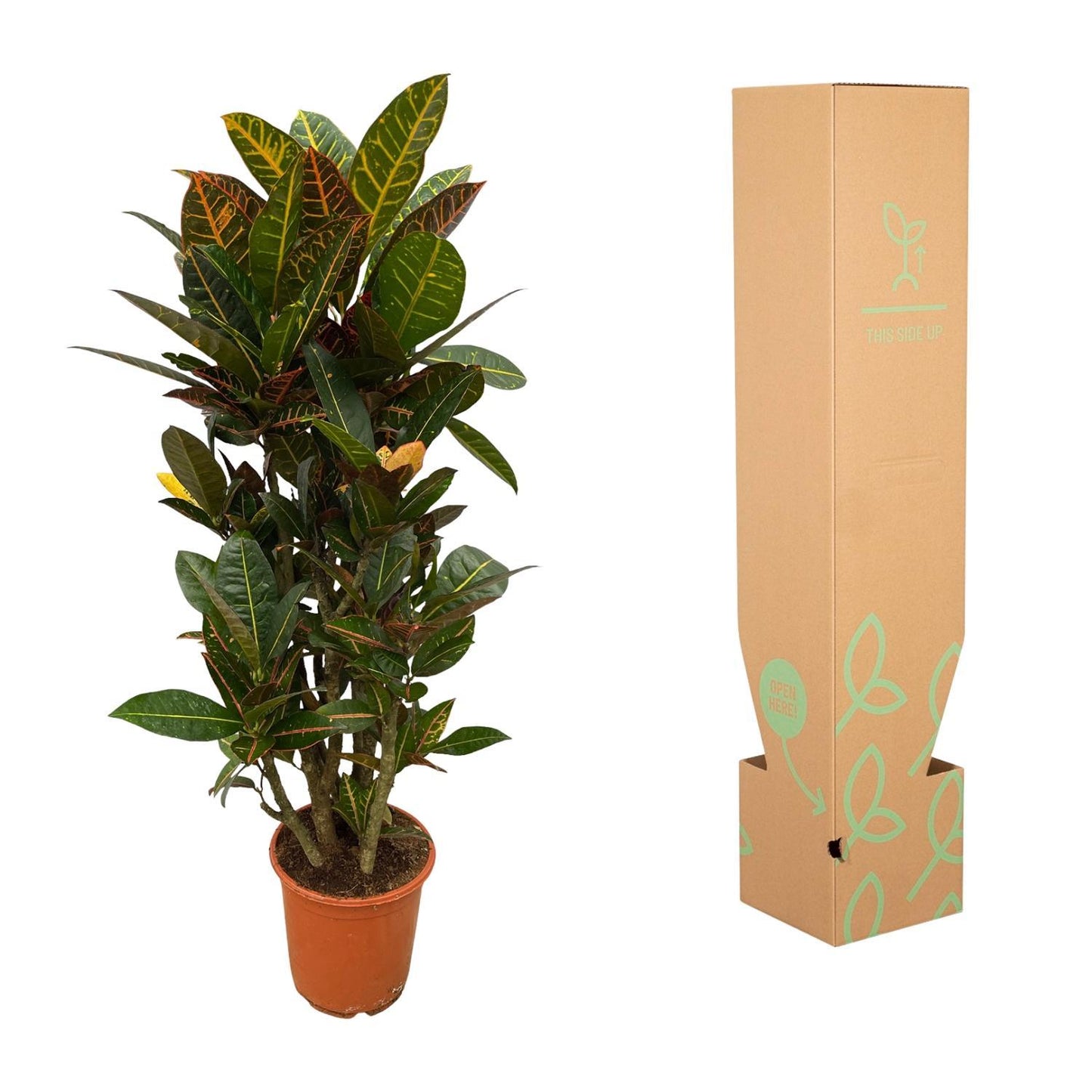 Codiaeum (Croton) Petra vertakt - Altura 100 cm - Tamaño de maceta 21 cm