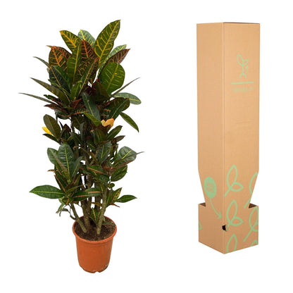 Codiaeum (Croton) Petra vertakt - Altura 100 cm - Tamaño de maceta 21 cm
