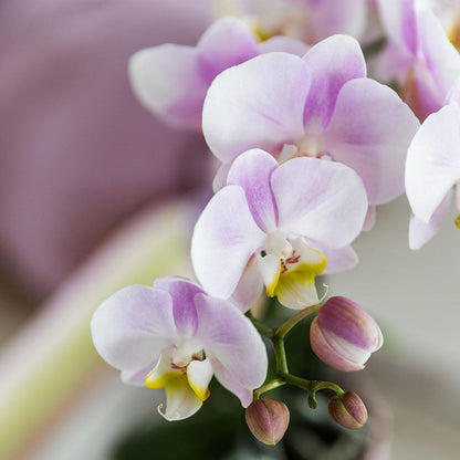 Pink Orchid - Portugal - Pot Size 9cm