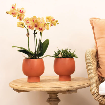 Orange Orchid - pot size 9cm