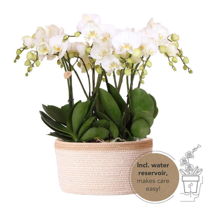 Orchid Set in Cotton Basket - 3 White Orchids 12cm - Mono Bouquet White + Water Reservoir
