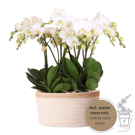 Orchid Set in Cotton Basket - 3 White Orchids 12cm - Mono Bouquet White + Water Reservoir