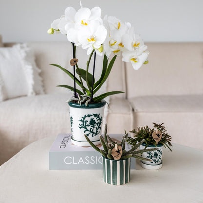 White Orchid Amabilis + Green Malaga Pot - Pot Size 9cm