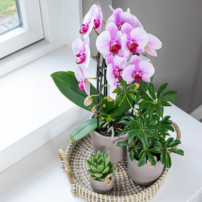 Pink Orchid - Pot Size 12cm
