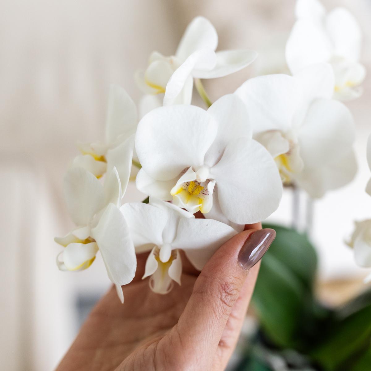 White Orchid Amabilis + Green Malaga Pot - Pot Size 9cm