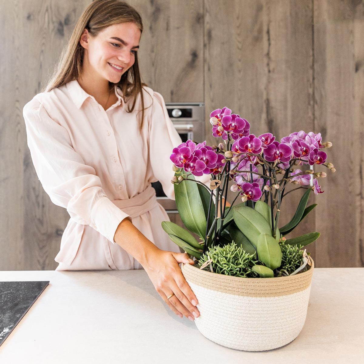 Purple Orchids Set in Cotton Basket + Self-Sustaining Water Reservoir