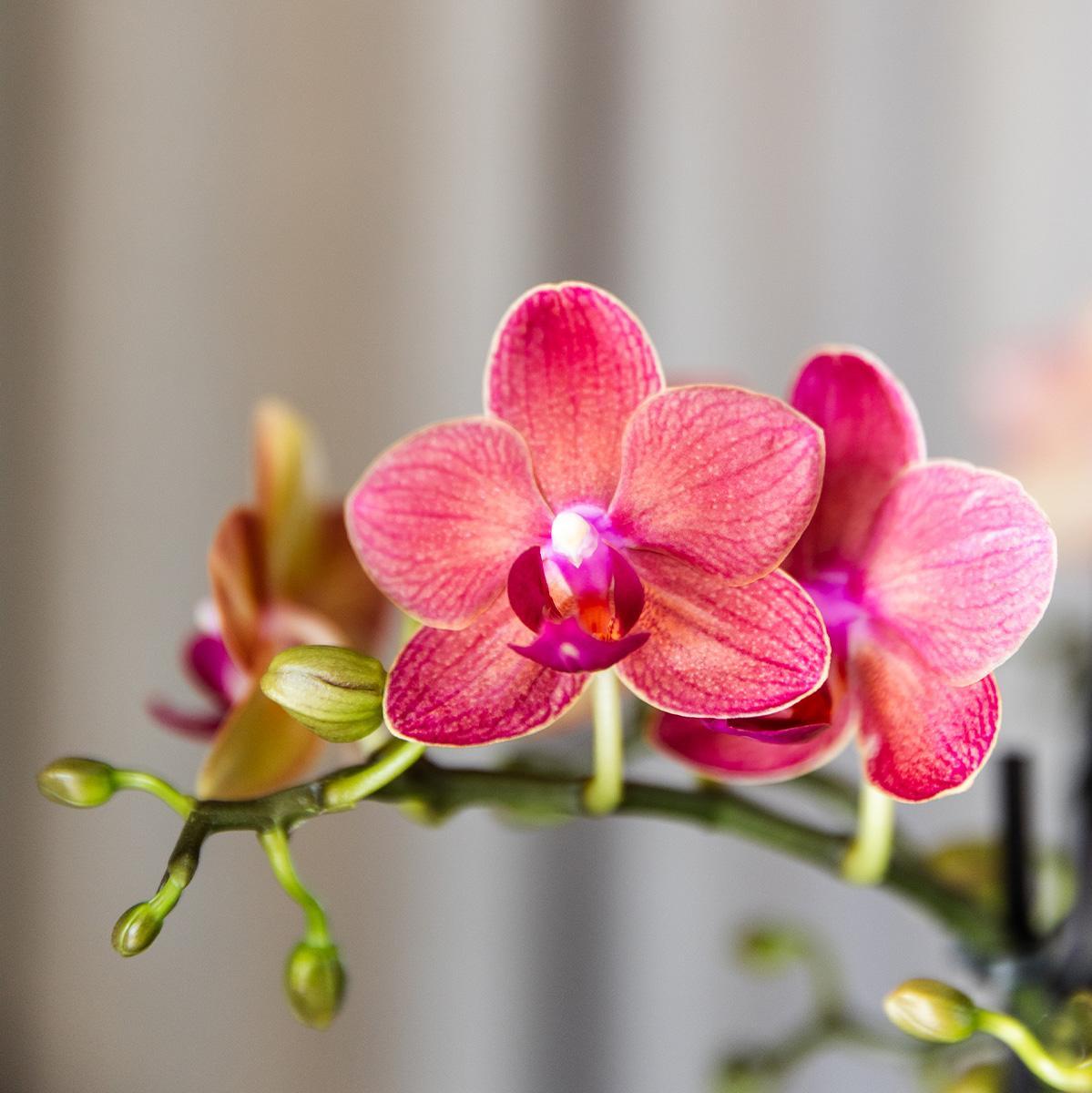 COMBI DEAL of 4 Orange Orchids - Congo - pot size 9cm